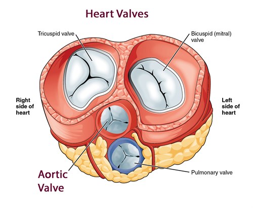Cardiac Surgery Minimally Invasive Aortic Valve Surgery